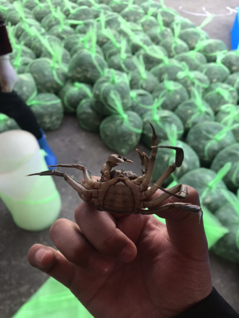 产地直发精品蟹蟹苗四母六公大母本质量保证成活率高