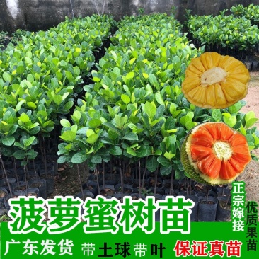 菠萝蜜苗树苗嫁接红肉菠萝蜜树苗马来西亚1号黄肉干苞木菠萝