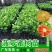 菠萝蜜苗树苗嫁接红肉菠萝蜜树苗马来西亚1号黄肉干苞木菠萝