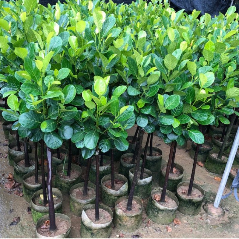 菠萝蜜苗树苗嫁接红肉菠萝蜜树苗马来西亚1号黄肉干苞木菠萝