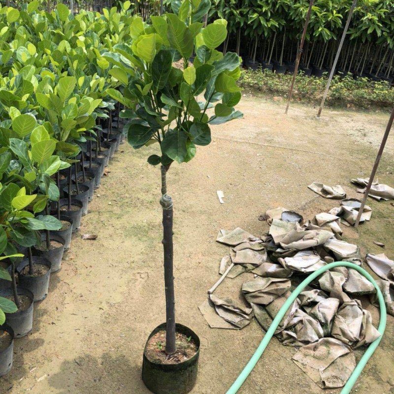 菠萝蜜苗树苗嫁接红肉菠萝蜜树苗马来西亚1号黄肉干苞木菠萝