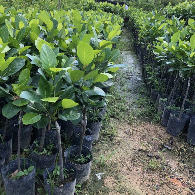 菠萝蜜苗树苗嫁接红肉菠萝蜜树苗马来西亚1号黄肉干苞木菠萝