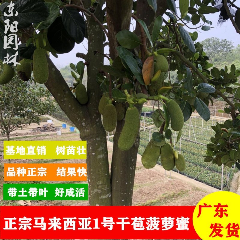 菠萝蜜苗树苗嫁接红肉菠萝蜜树苗马来西亚1号黄肉干苞木菠萝