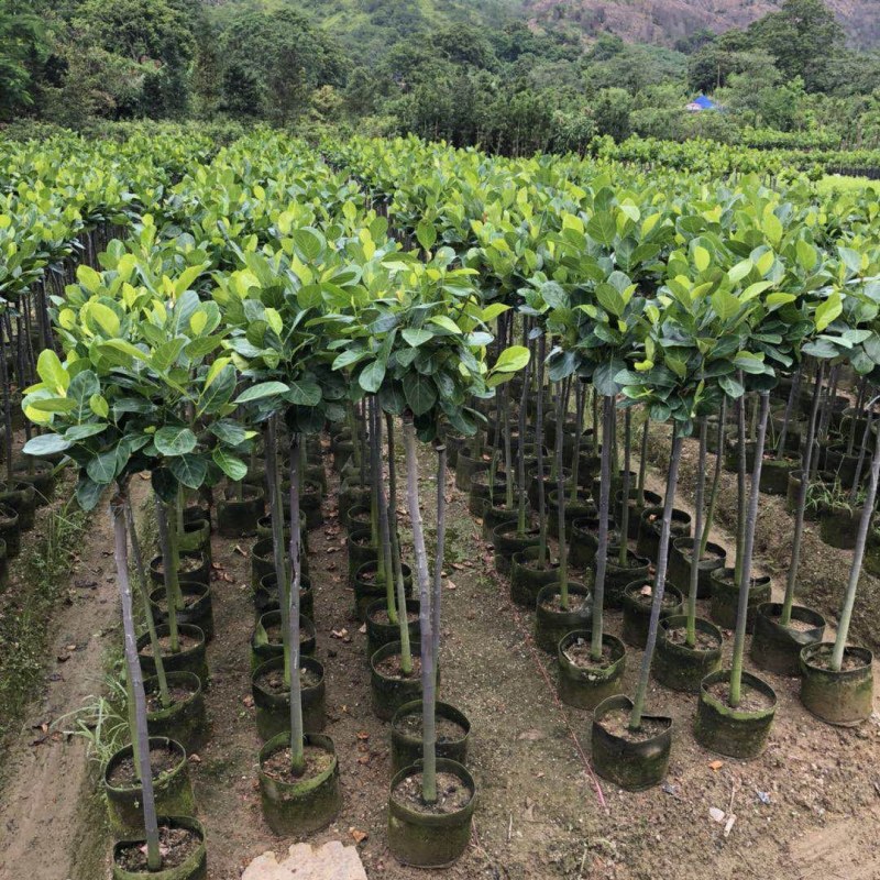 菠萝蜜苗树苗嫁接红肉菠萝蜜树苗马来西亚1号黄肉干苞木菠萝