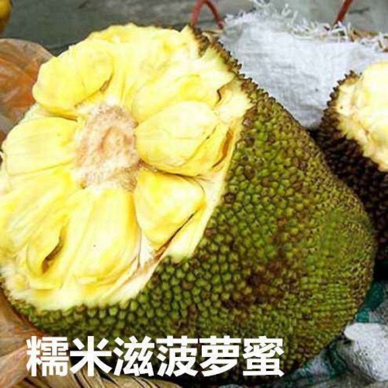 广西发货正宗嫁接黄肉菠萝蜜树苗马来西亚1号泰国红肉菠萝