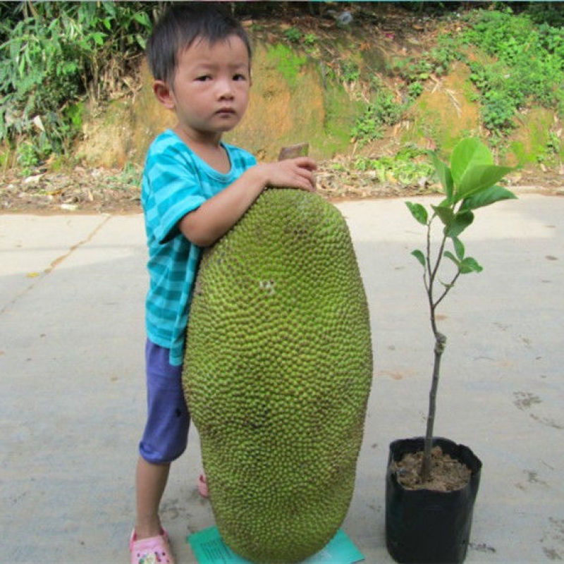 广西发货正宗嫁接黄肉菠萝蜜树苗马来西亚1号泰国红肉菠萝
