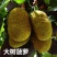 广西发货正宗嫁接黄肉菠萝蜜树苗马来西亚1号泰国红肉菠萝