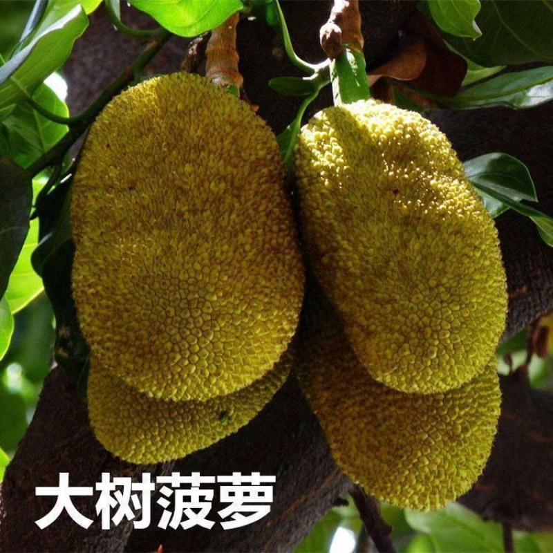 广西发货正宗嫁接黄肉菠萝蜜树苗马来西亚1号泰国红肉菠萝