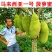 广西发货正宗嫁接黄肉菠萝蜜树苗马来西亚1号泰国红肉菠萝