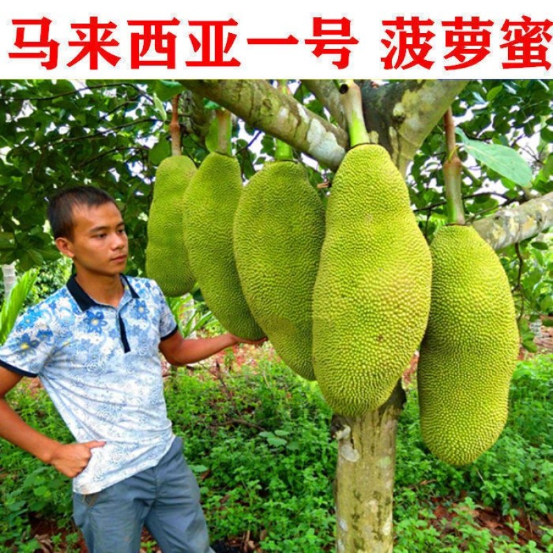 广西发货正宗嫁接黄肉菠萝蜜树苗马来西亚1号泰国红肉菠萝
