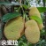 广西发货正宗嫁接黄肉菠萝蜜树苗马来西亚1号泰国红肉菠萝