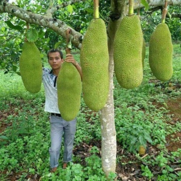 广西发货正宗嫁接黄肉菠萝蜜树苗马来西亚1号泰国红肉菠萝