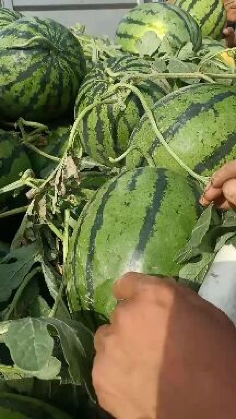 山东西瓜费县甜王西瓜大量上市？现摘现发货~七斤起步纯黑籽