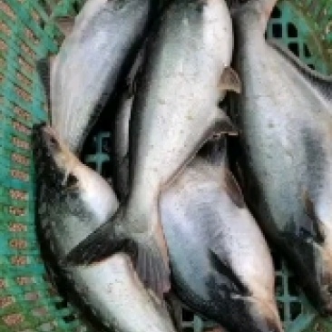 巴沙鱼