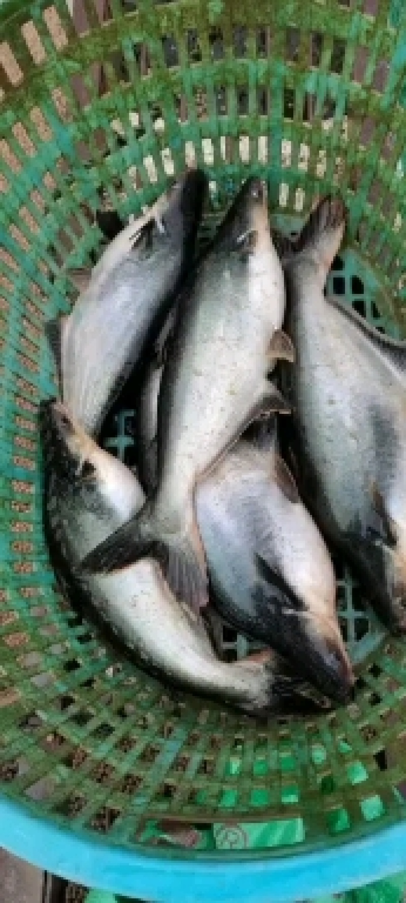 巴沙鱼
