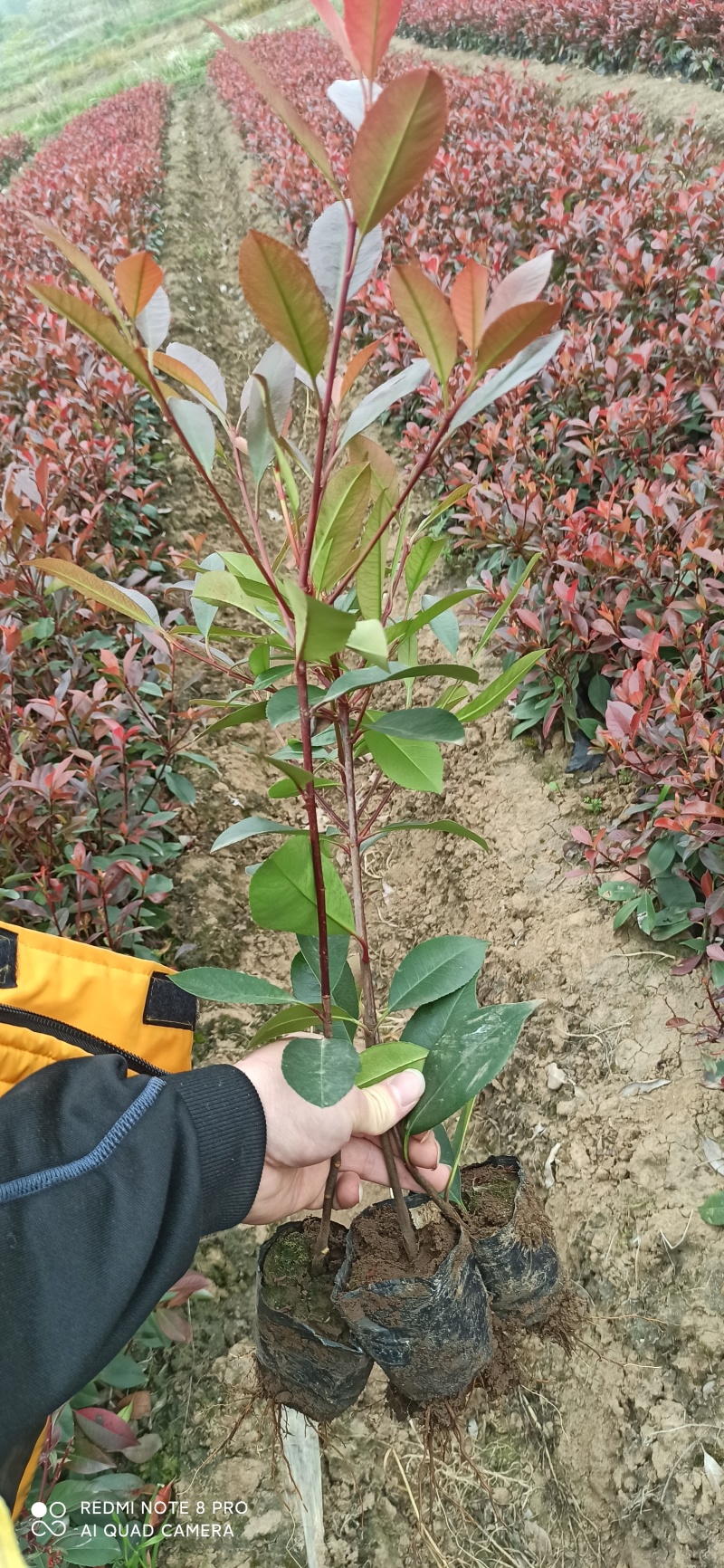 红叶石楠小杯苗，高度30-60！！！！！