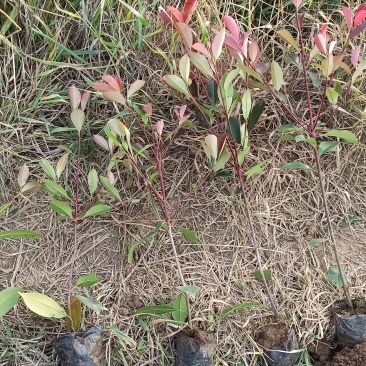 红叶石楠小杯苗，高度30-60！！！！！