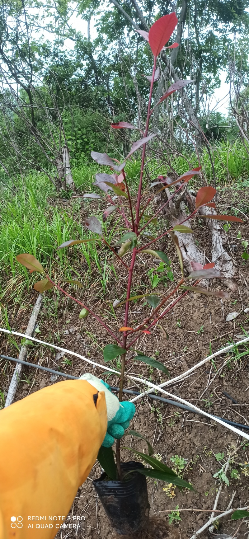 红叶石楠小杯苗，高度30-60！！！！！
