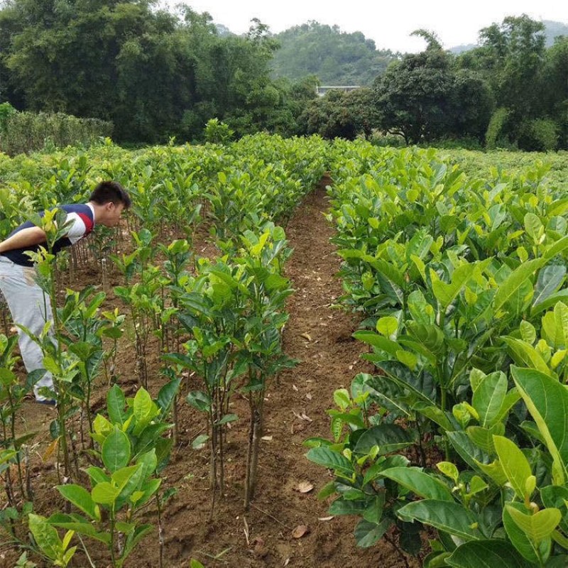 广西发货正宗嫁接黄肉菠萝蜜树苗马来西亚1号泰国红肉菠萝