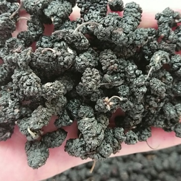 无沙桑葚干厂家散装批发品质好价格实惠量大从优