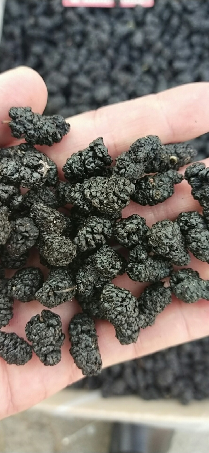 无沙桑葚干厂家散装批发品质好价格实惠量大从优