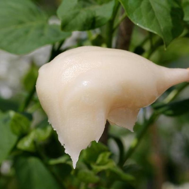 蜂蜜天然土蜂蜜深山百花蜂蜜正品野生蜂巢蜜农家自产真蜂蜜批