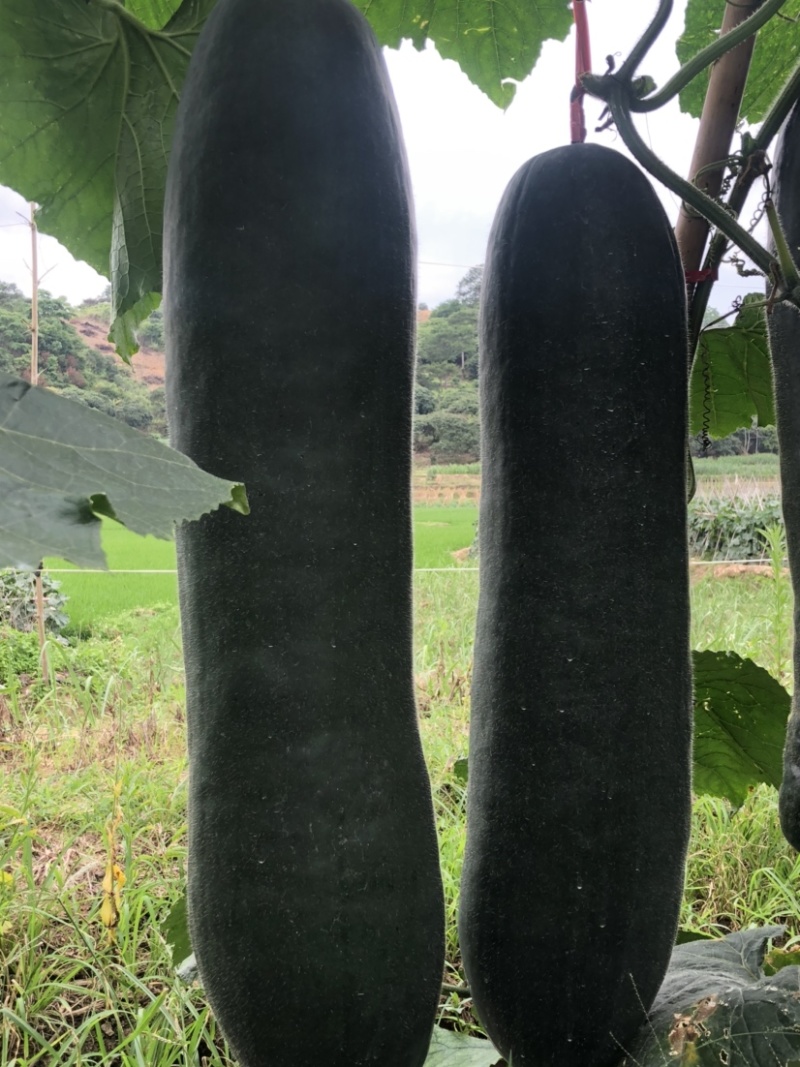 广西黑皮冬瓜
