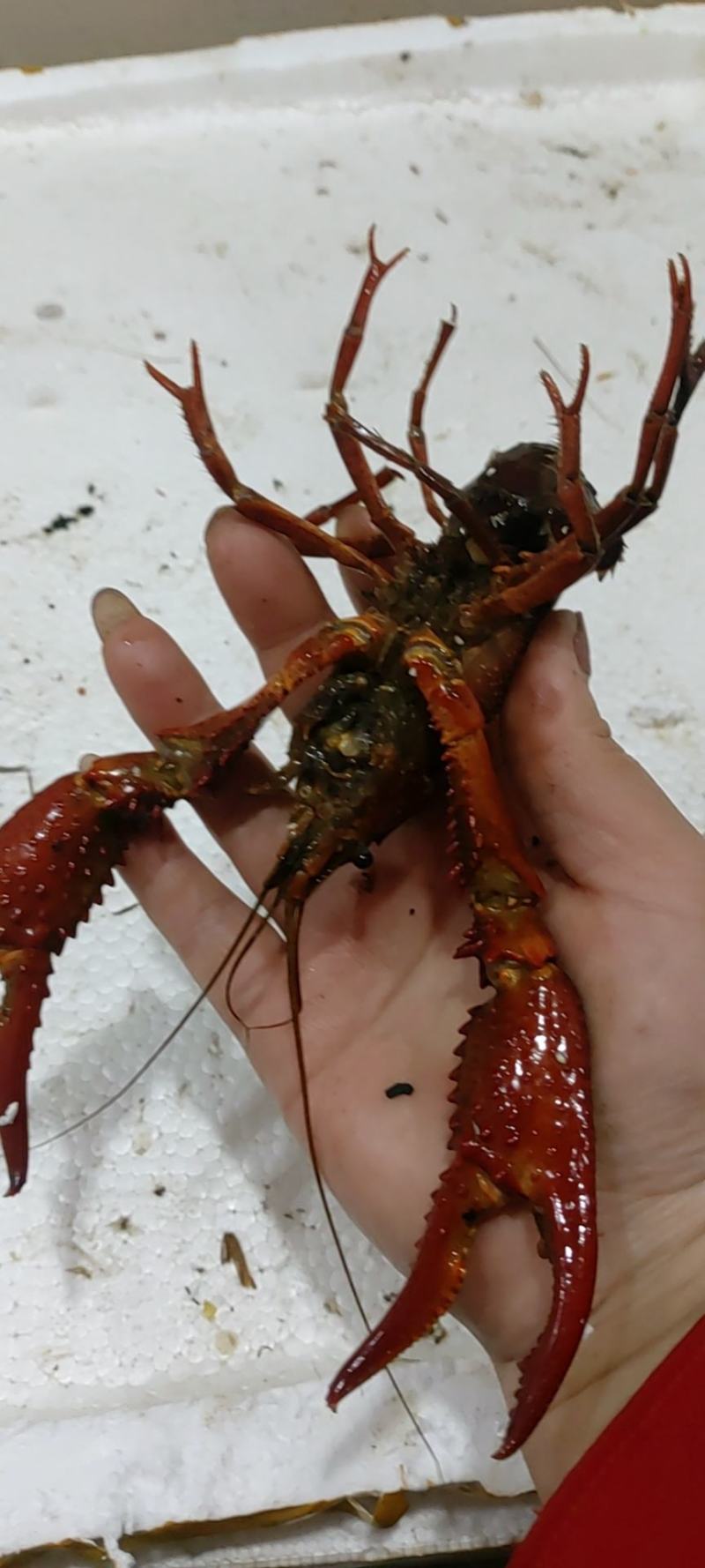 昆明小龙虾批发直销