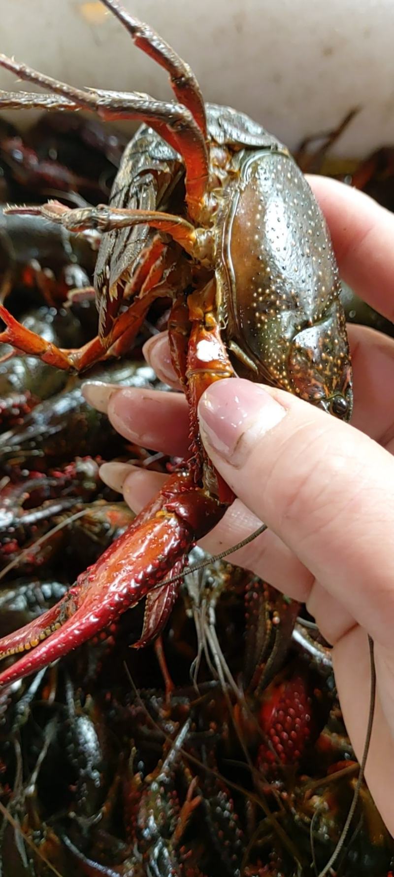 昆明小龙虾批发直销