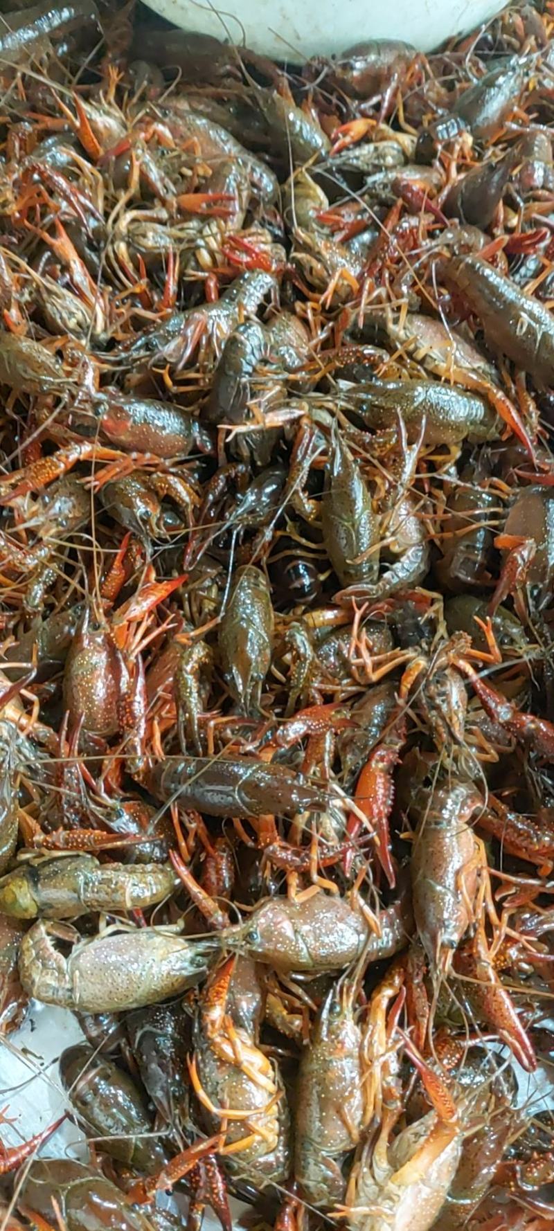 昆明小龙虾批发直销