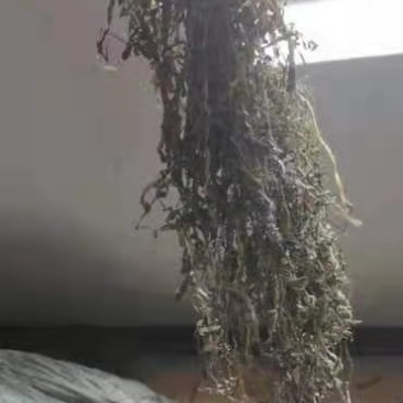 大连干海带上市了自己养植无污染产地直销保证质量