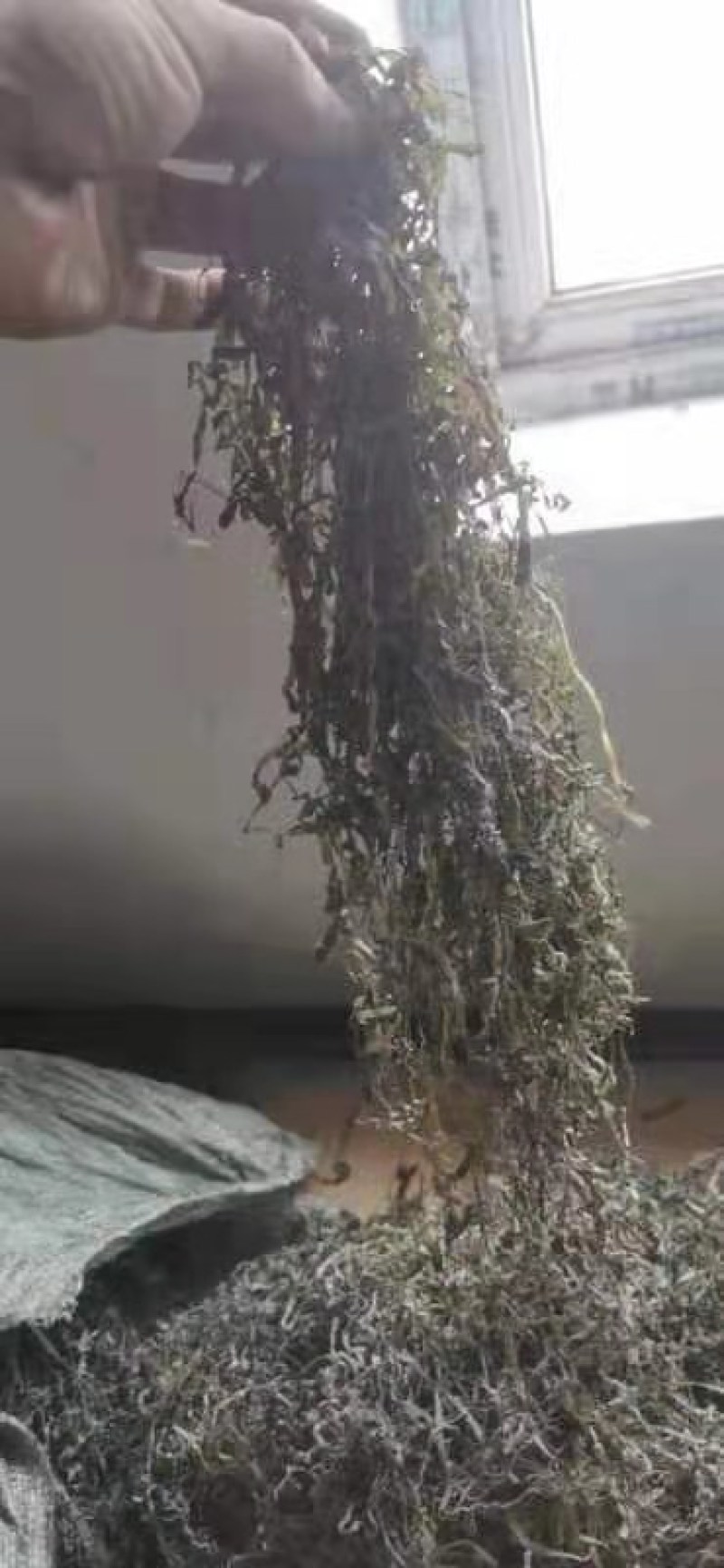 大连干海带上市了自己养植无污染产地直销保证质量