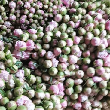 鲜芍药花