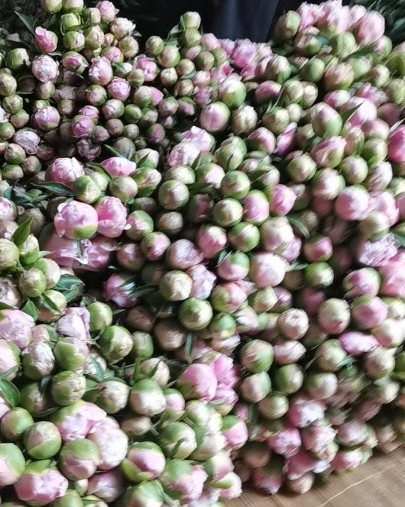 鲜芍药花