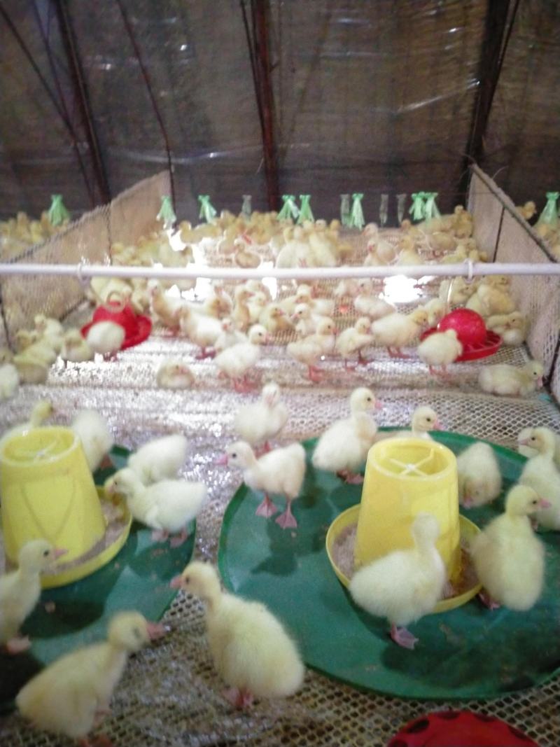 专业批发东北白鹅、三花杂、脱温鹅雏