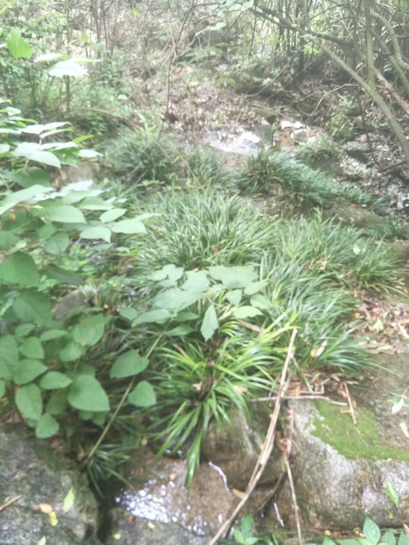 石菖蒲种苗