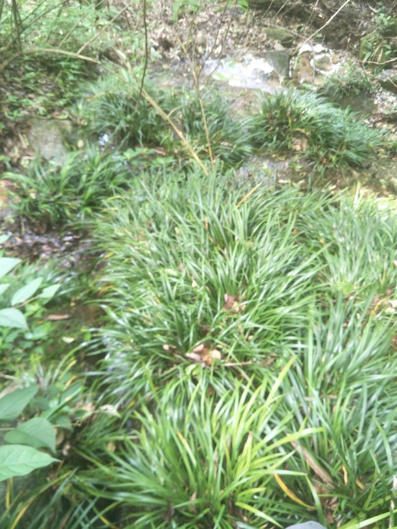 石菖蒲种苗
