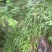 石菖蒲种苗