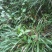 石菖蒲种苗