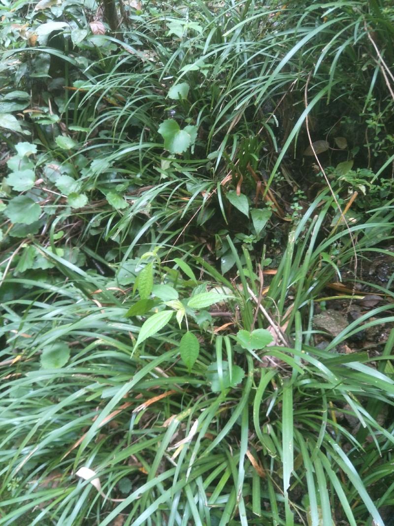 石菖蒲种苗