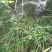 石菖蒲种苗