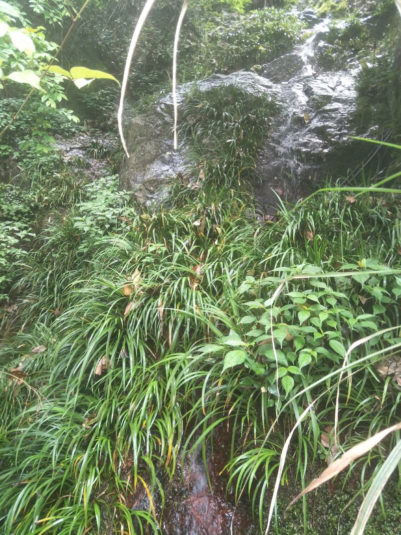 石菖蒲种苗