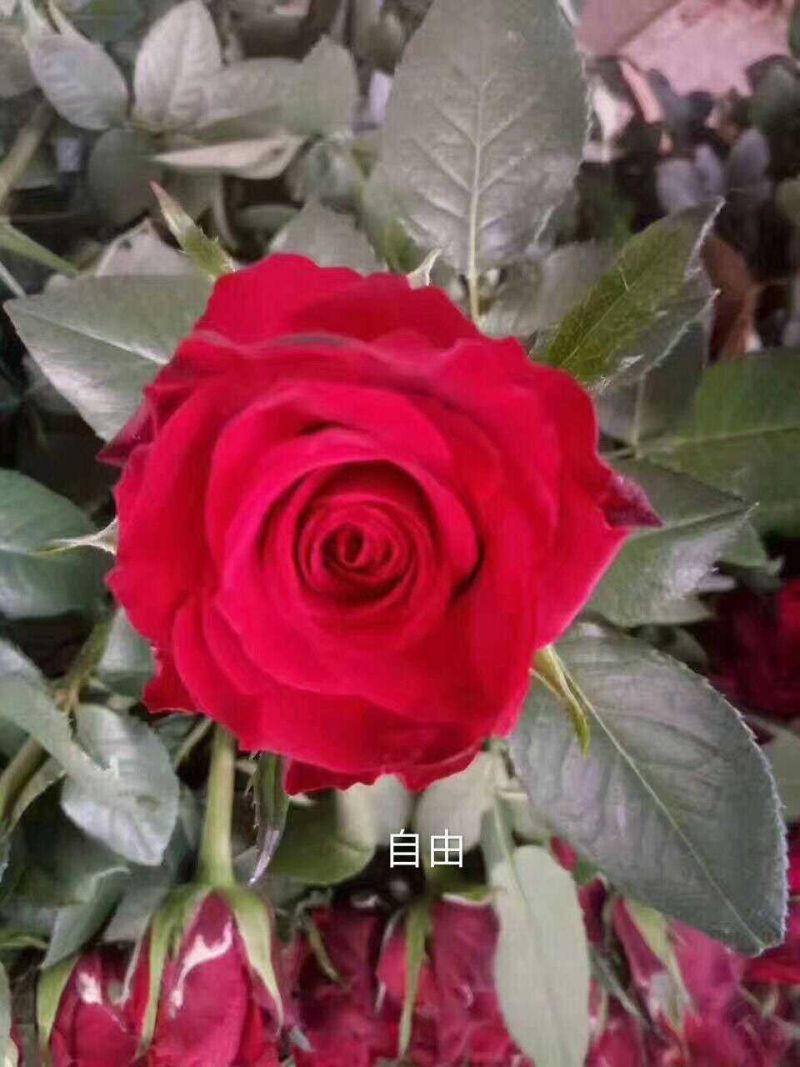 基地直发云南红玫瑰小苗30棵起发顺丰包邮