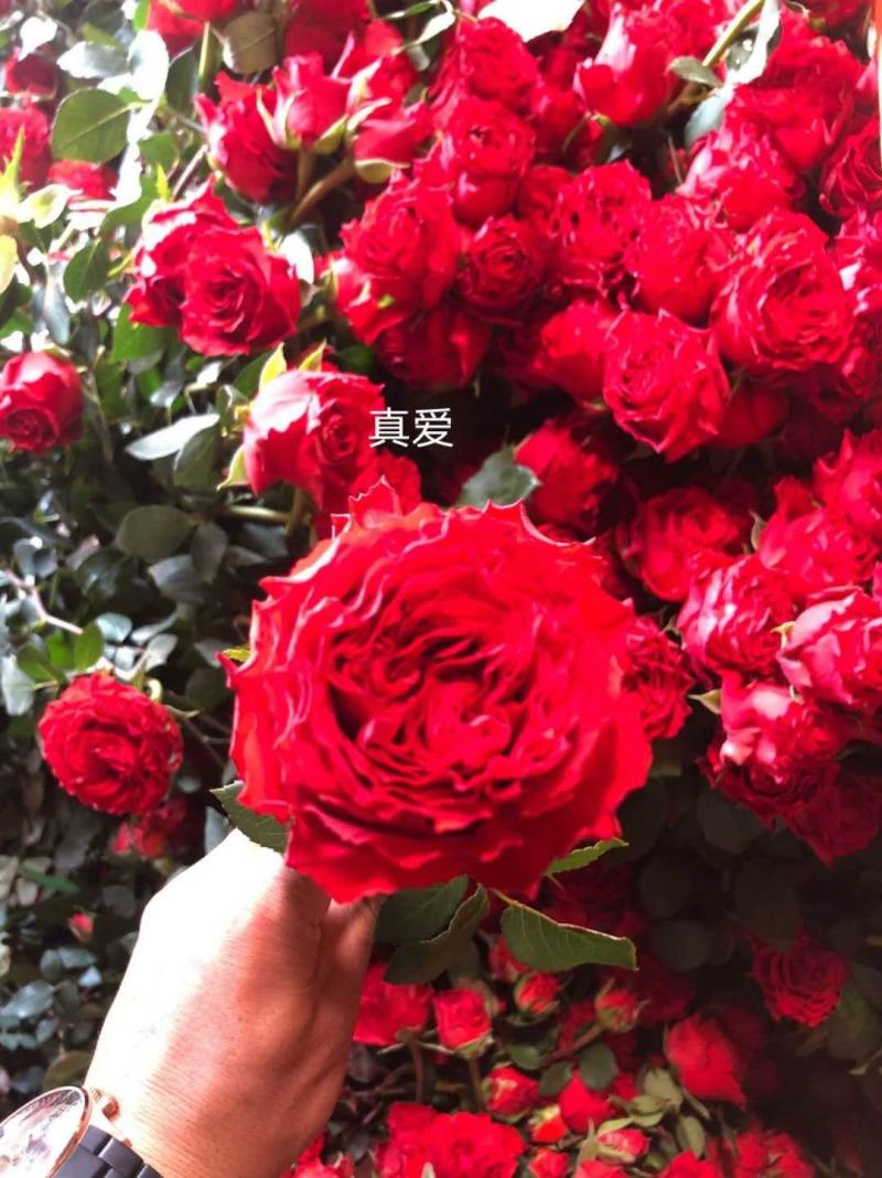 基地直发云南红玫瑰小苗30棵起发顺丰包邮