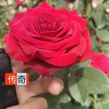 基地直发云南红玫瑰小苗30棵起发顺丰包邮