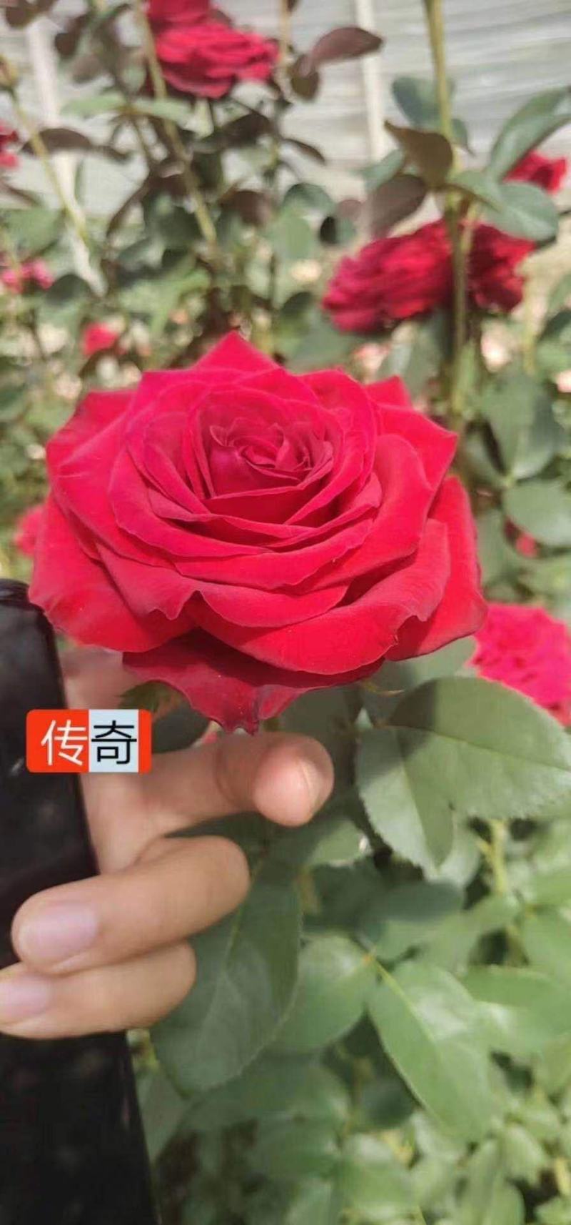 基地直发云南红玫瑰小苗30棵起发顺丰包邮