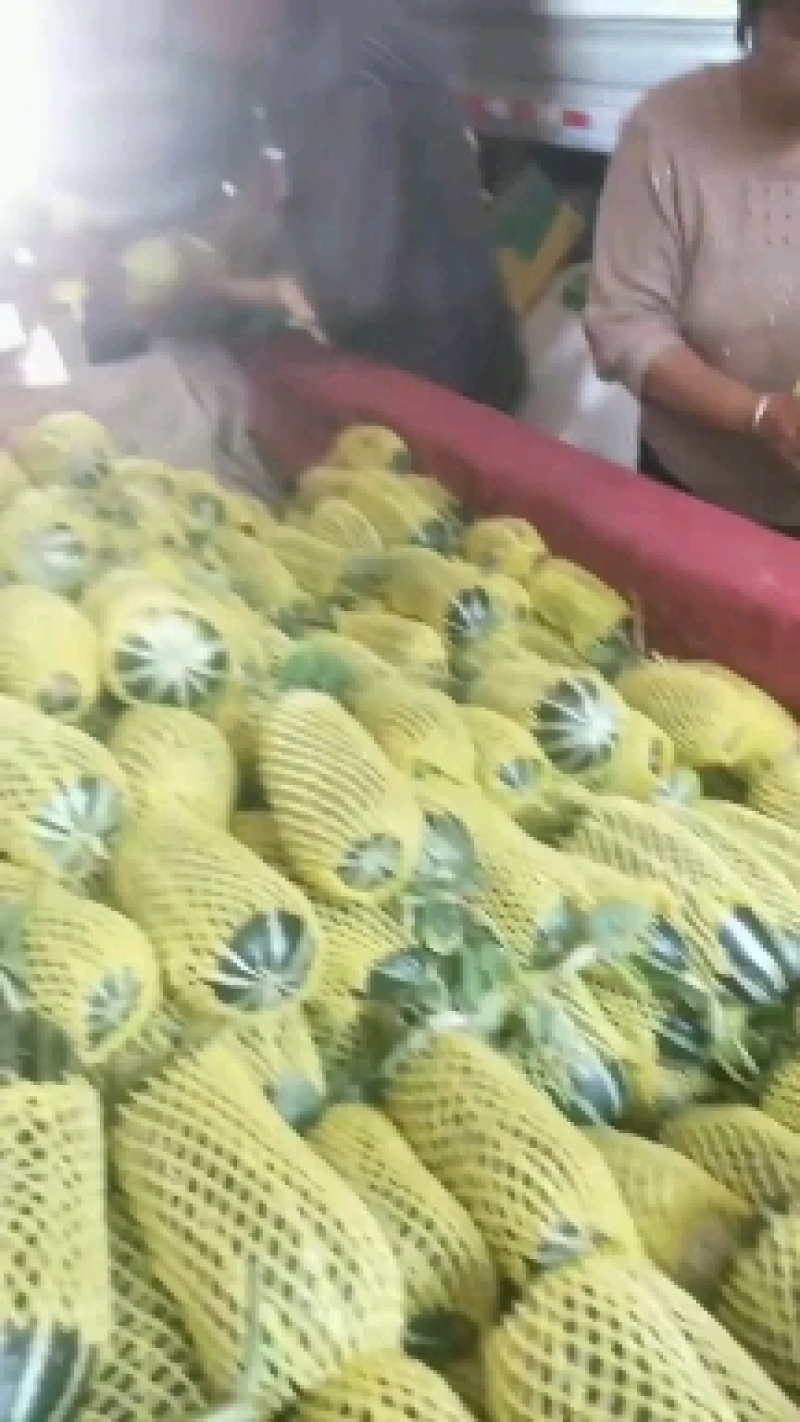 正宗博洋9，脆甜爽口视频看货