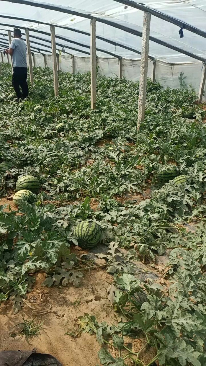 平邑万亩基地甜王西瓜已大量上市.现摘现发车~七斤起步纯沙