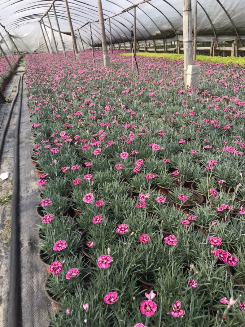 成都彩虹石竹基地四川彩虹石竹基地直销