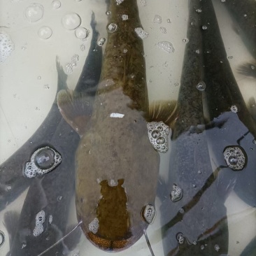 网箱大口鲶
